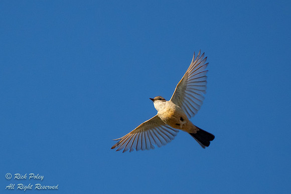 Say's Phoebe (Sayornis saya) In Flight, CO