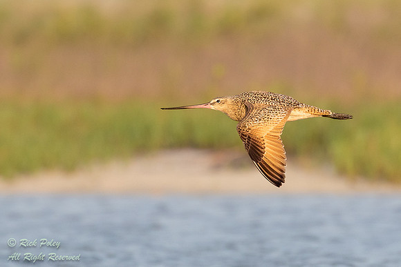 Marbled Godwit (Limosa fedoa) in Flight, FL