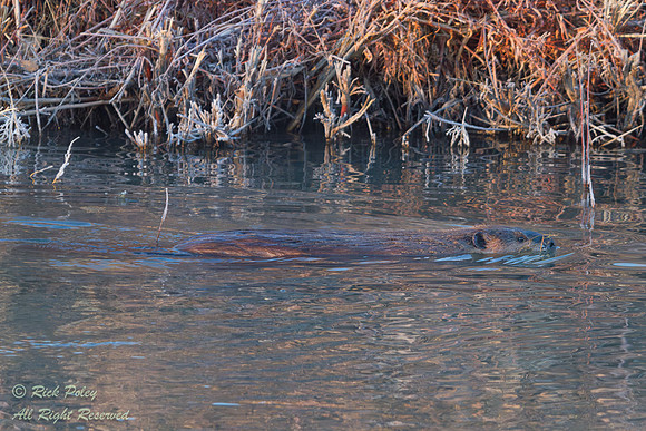 North American Beaver (Castor canadensis), NM