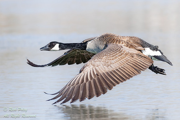 Canada Goose (Branta canadensis) Flying Over Pond, NM
