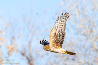 Northern Harrier (Circus cyaneus) in Flight, NM
