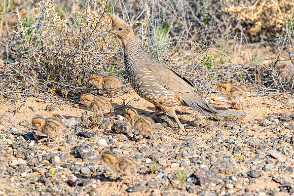 Scaled Quail (callipepla squamata) With Covey of Chicks, NM