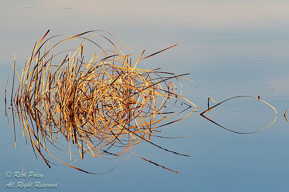 Reflection in Water, Bosque del Apache National WIldlife Refuge,