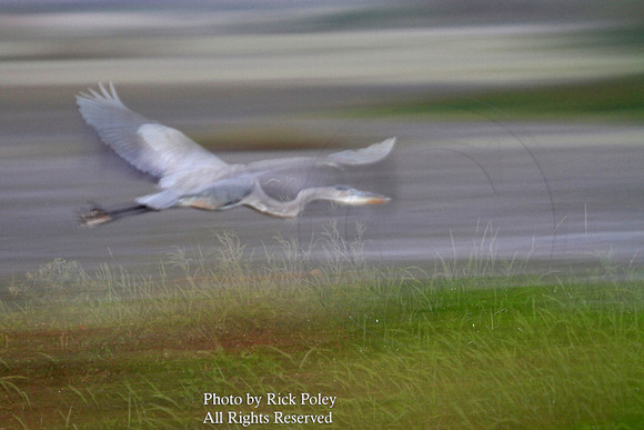 Great Blue Heron (Ardea herodias) In Flight (motion blur)