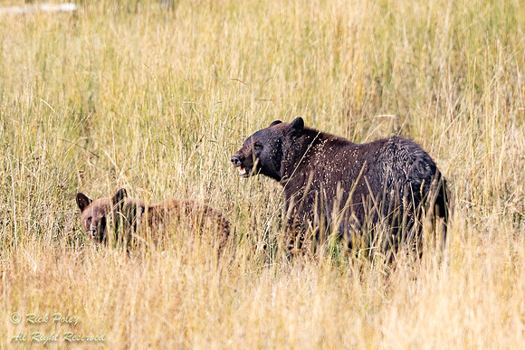 American Black Bear (Ursus americanus) Sow & Cub, WY