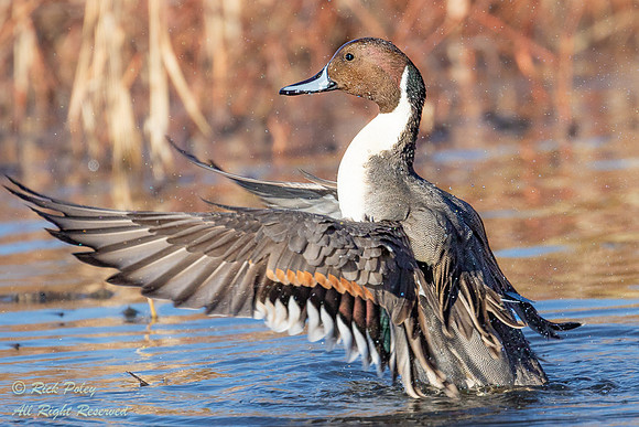 Drake Northern Pintail (Anas acuta) Drying Wings, NM
