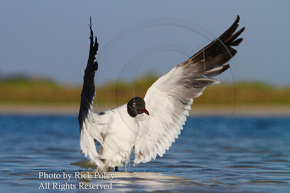 Laughing Gull Preening