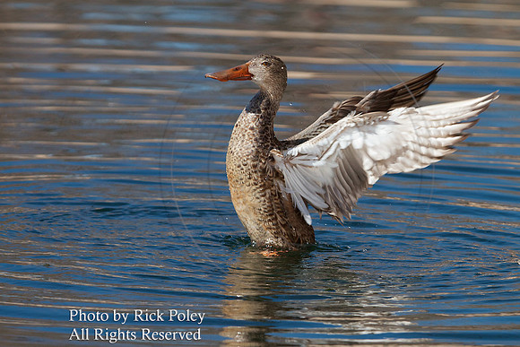 Northern Shoveler Hen Drying Wings, NM