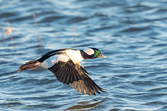 Flying Bufflehead (Bucephala albeola), NM