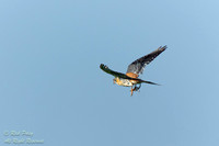 American Kestrel (Falco sparverius) With a Lizard, NM