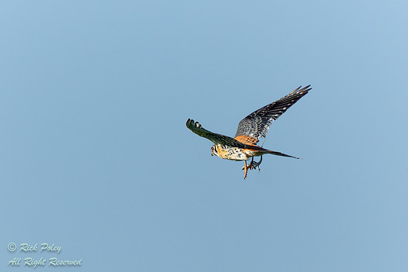 American Kestrel (Falco sparverius) With a Lizard, NM