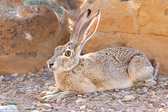 Black-tailed Jackrabbit (Lepus californicus) Resting, NM