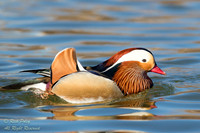 Mandarin Duck (Aix galericulata) Drake, NM