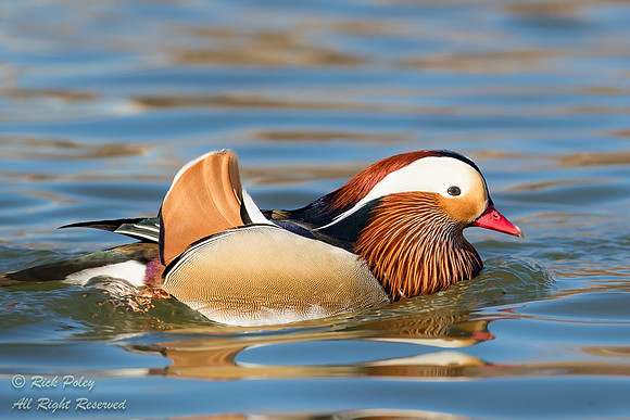 Mandarin Duck (Aix galericulata) Drake, NM