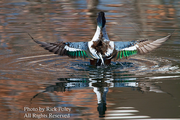 Bathing & Preening Male Northern Shoveler