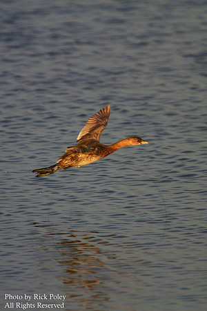 Flying Pied-billed Grebe (Podilymbus podiceps)