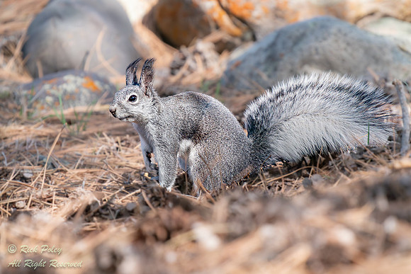Abert's Squirrel (Sciurus aberti), CO