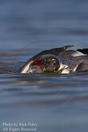 Bathing Laughing Gull