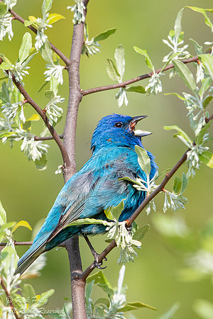 Male Indigo Bunting (Passerina cyanea) Singing, OH