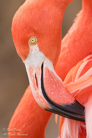 Caribbean Flamingo (Phoenicopterus ruber) Portrait,