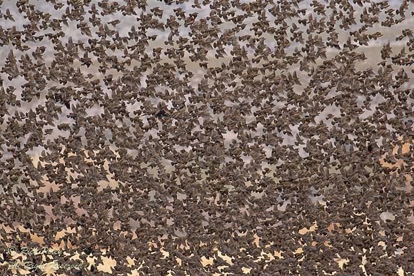 Flock of Red-winged Blackbirds (Agelaius phoeniceus), NM