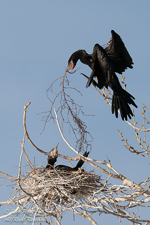 Nesting Neotropical Cormorants (Phalacrocorax brasilianus), NM