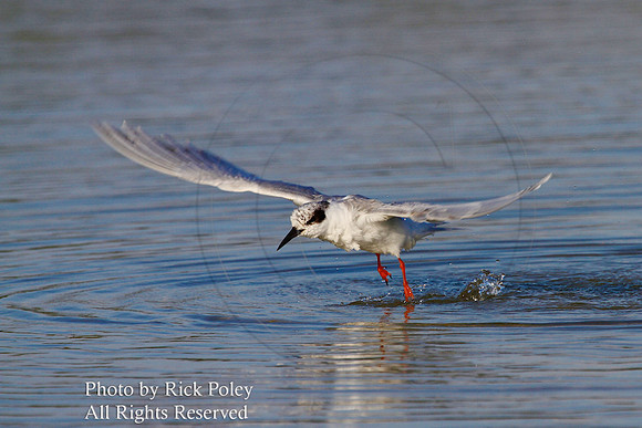 Bathing Forster's Tern (Sterna forsteri) Taking Wing (2)