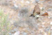 Flying Ash-throated Flycatcher (Myiarchus cinerascens), NM