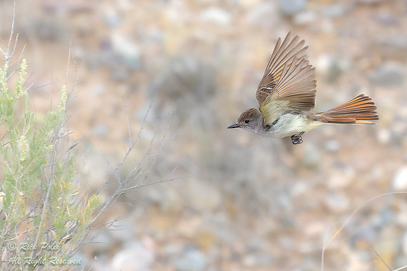 Flying Ash-throated Flycatcher (Myiarchus cinerascens), NM