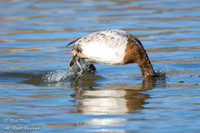 Juvenile Canvasback (Aythya valisineria) Diving, NM
