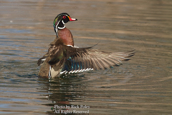Preening Male Wood Duck (Aix sponsa)