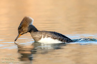 Female Hooded Merganser (Lophodytes cucullatus) Diving, NM