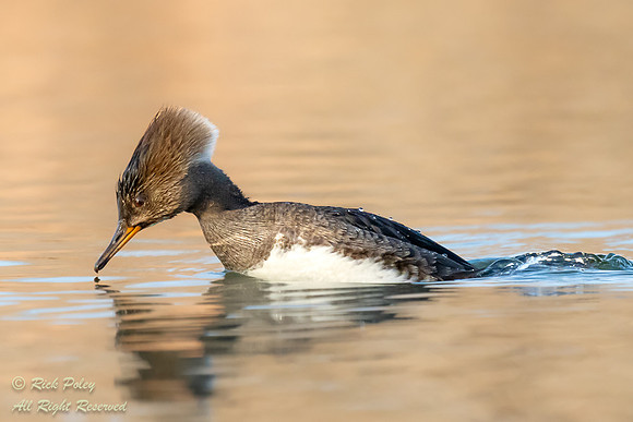 Female Hooded Merganser (Lophodytes cucullatus) Diving, NM