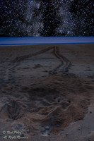 Loggerhead Sea Turtle (Caretta caretta) Under the Stars, FL