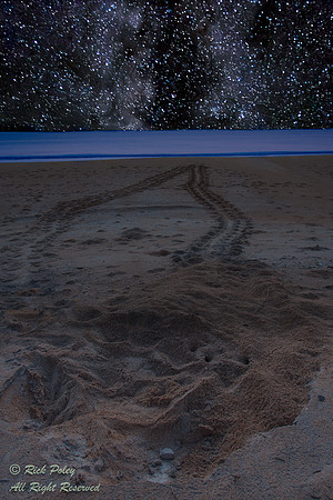 Loggerhead Sea Turtle (Caretta caretta) Under the Stars, FL