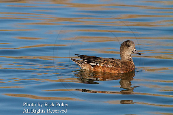 American Wigeon (Anas americana)