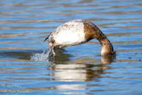Juvenile Canvasback (Aythya valisineria) Diving, NM