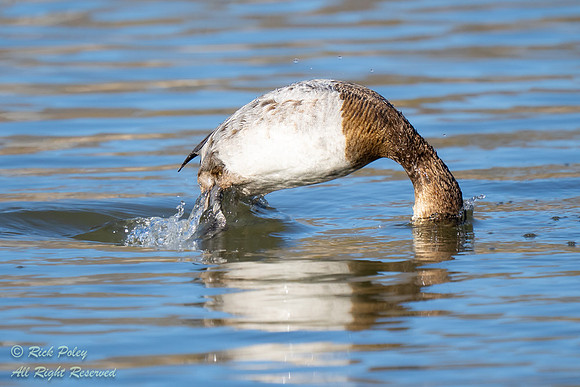 Juvenile Canvasback (Aythya valisineria) Diving, NM