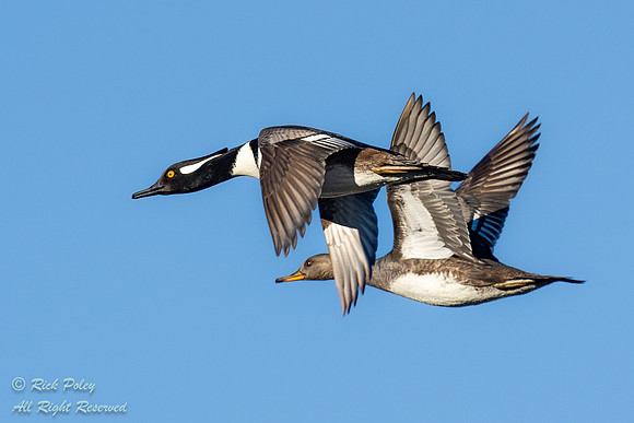 Hen & Drake Hooded Mergansers (Lophodytes cucullatus) in Flight,