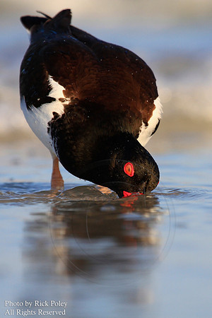 Foraging American Oystercatcher (Haematopus palliatus)