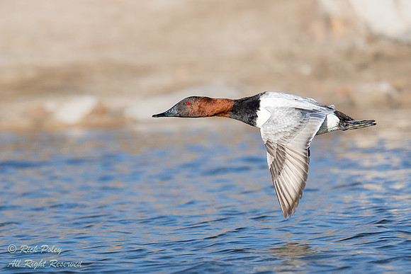 Drake Canvasback (Aythya valisineria) in Flight, NM