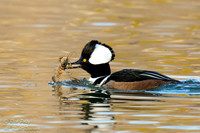 Male Hooded Merganser (Lophodytes cucullatus) With A Crayfish, N