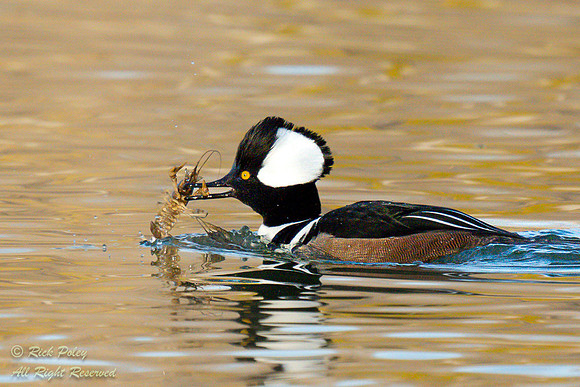 Male Hooded Merganser (Lophodytes cucullatus) With A Crayfish, N