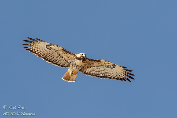 Soaring Western Red-tailed Hawk (Buteo jamaicensis), NM