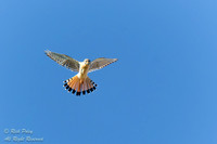 Hovering American Kestrel (Falco sparverius) NM