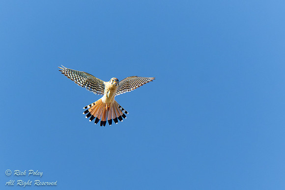 Hovering American Kestrel (Falco sparverius) NM