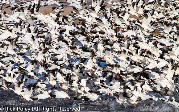 Snow Geese blast-off