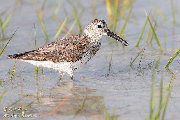 Foraging Dunlin (Calidris alpina), FL