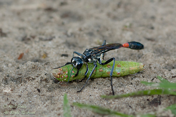 Common Thread-waisted Wasp (Ammophila procera) With a Caterpilla