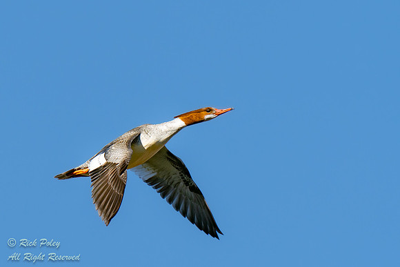 Female Common Merganser (Mergus merganser) in Flight, NM